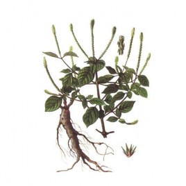 Apamarg - Achyranthes Aspera