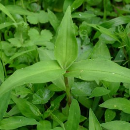 Danti - Baliospermum Montanum