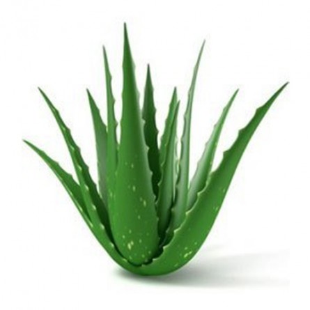 Ghritkumari/Gwarpatha -  Aloe vera