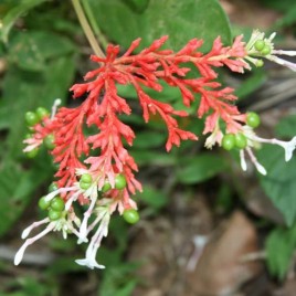 Sarpagandha - Rauwolfia Serpentina