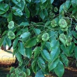 Vijayasaar - Pterocarpus Marsupium