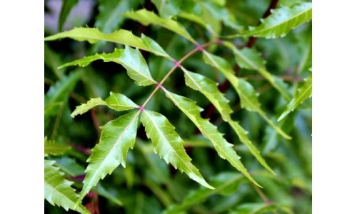 Neem cures Diabetes: How Does the Medicinal Herb Help in managing Blood Sugar Levels